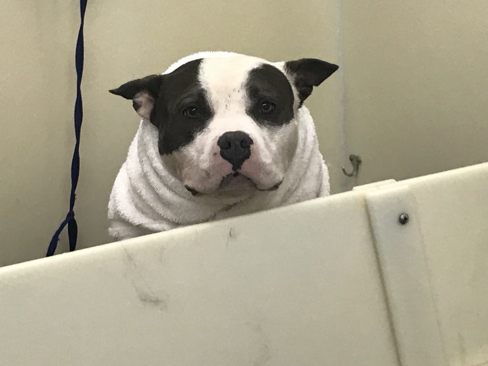 Freshly bathed dog wrapped in a soft towel at Sellers Pet Grooming