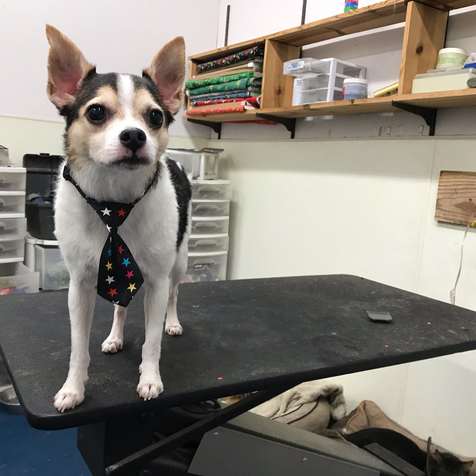 Freshly groomed pet at Sellers Pet Grooming