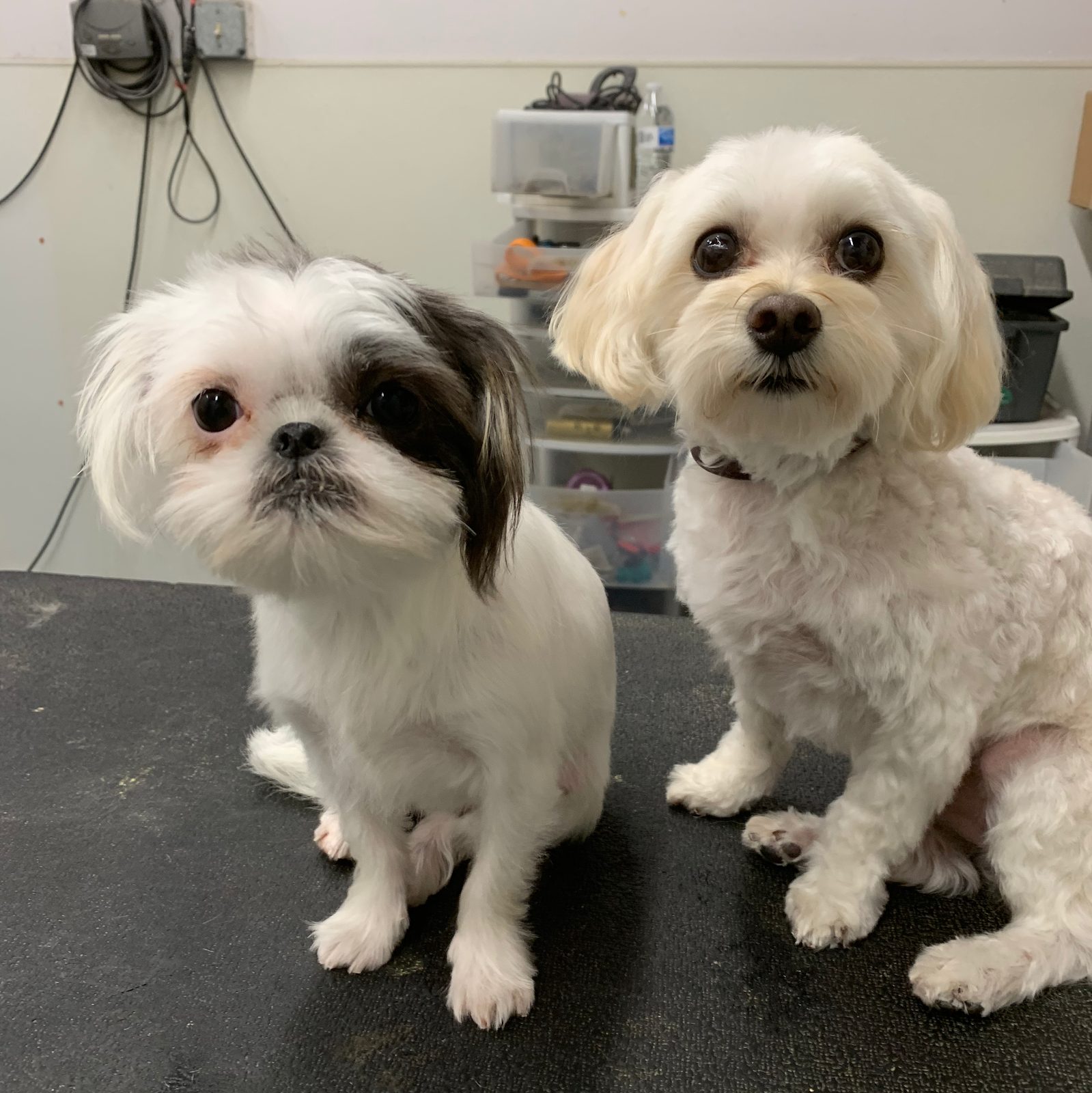 Two freshly groomed dogs side by side at Sellers Pet Grooming in Pensacola