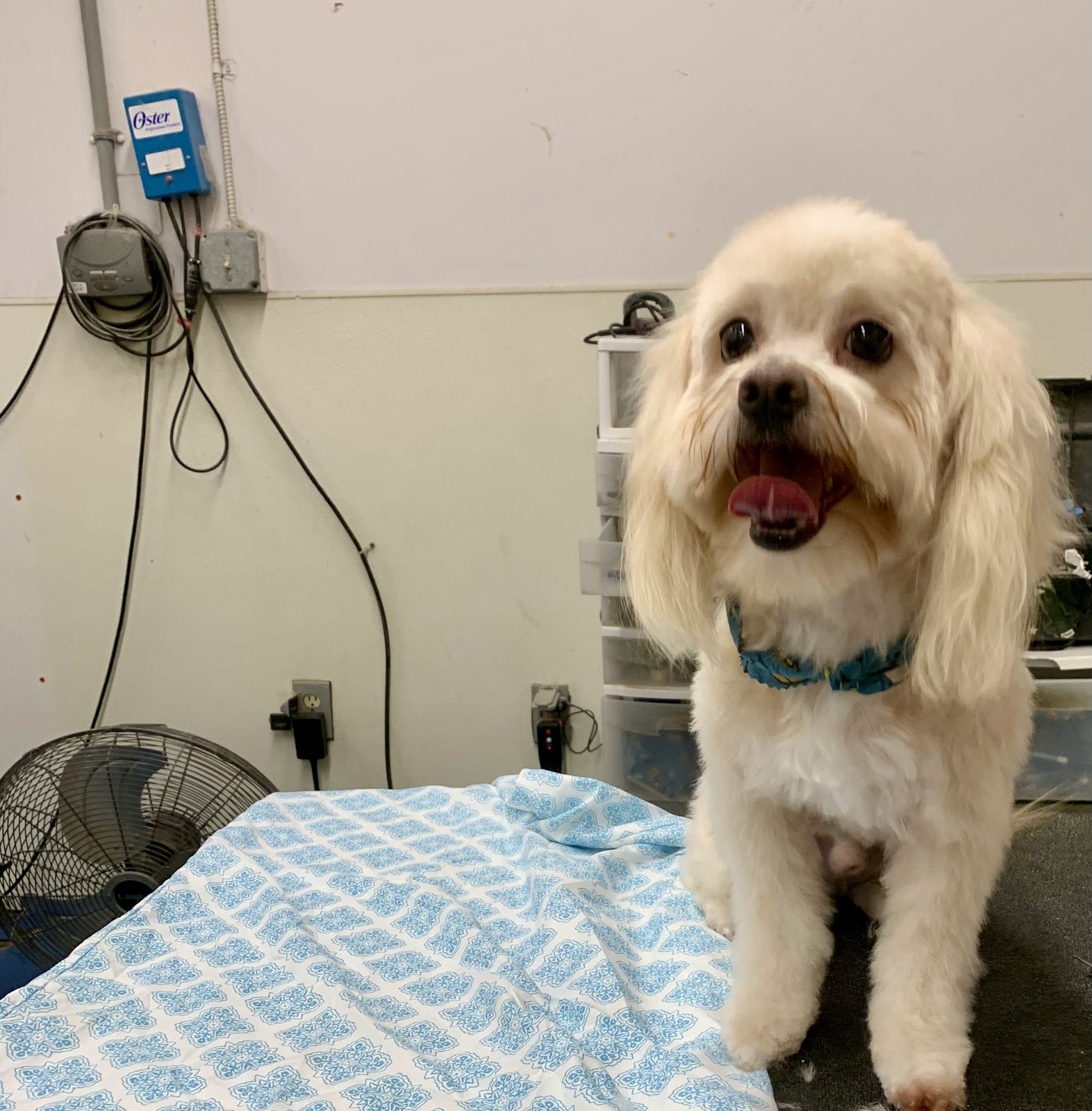 Freshly groomed pet at Sellers Pet Grooming