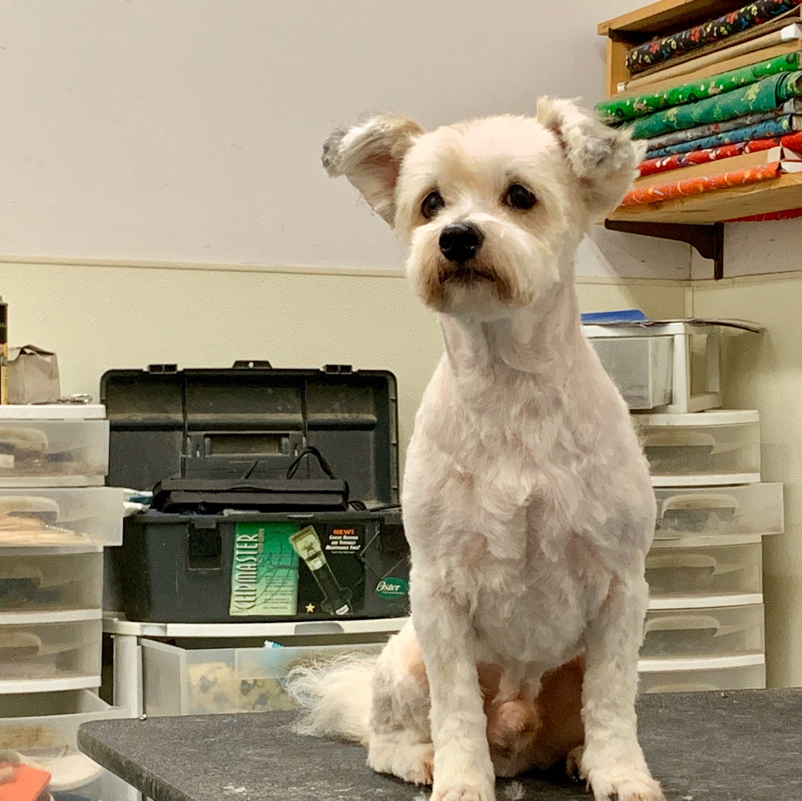Freshly groomed pet from the West Pensacola, FL area at Sellers Pet Grooming