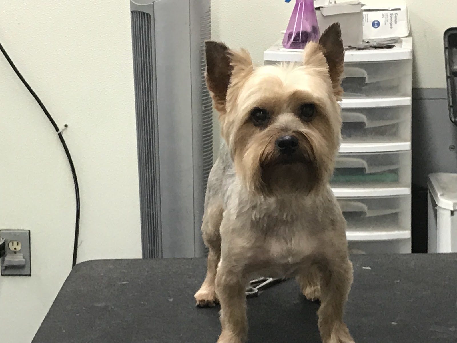 Freshly groomed pet at Sellers Pet Grooming