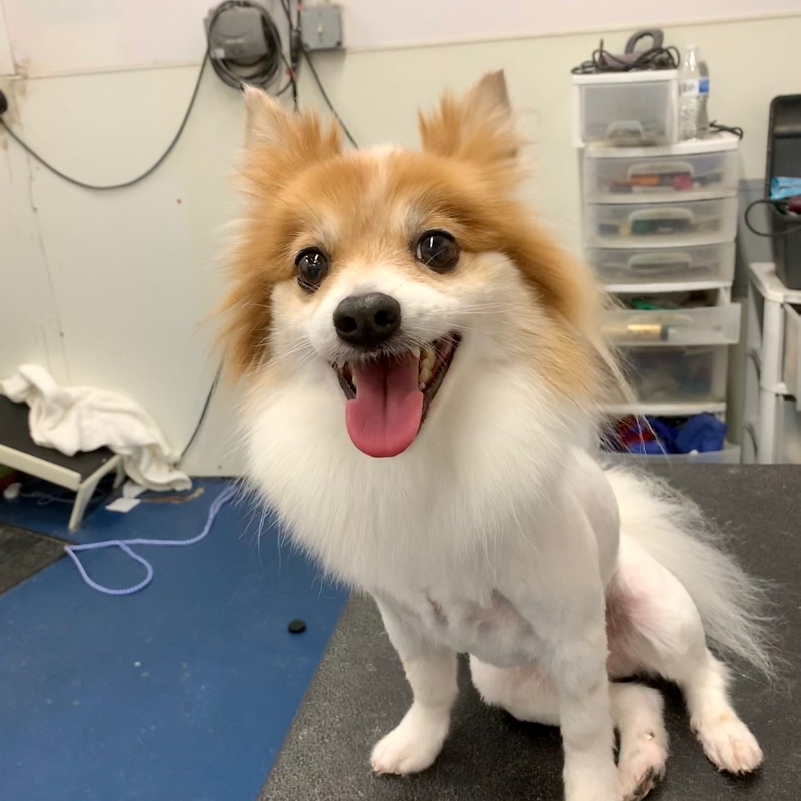 Freshly groomed pet at Sellers Pet Grooming