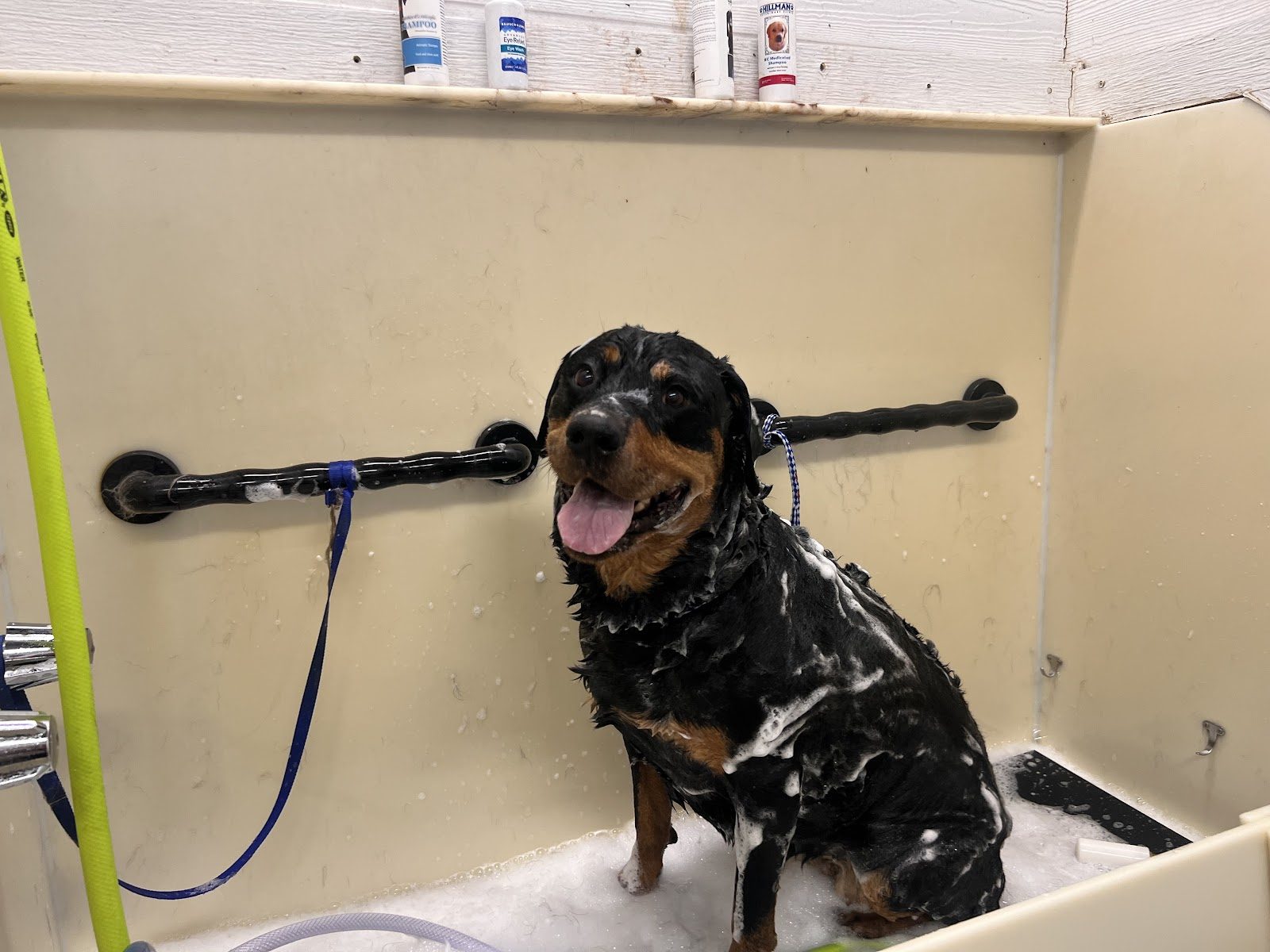 Spa Bathing at Sellers Pet Grooming