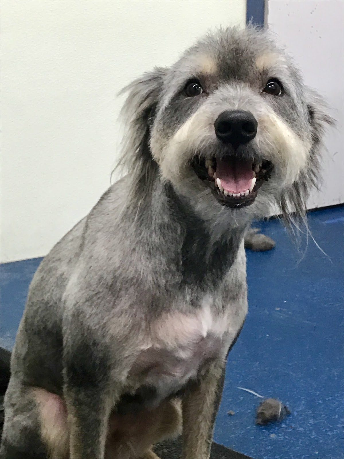 Freshly groomed pet at Sellers Pet Grooming