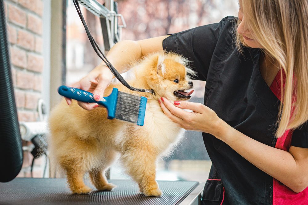 De-Shedding at Sellers Pet Grooming